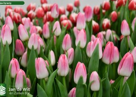 Tulipa Dynasty ® (3)